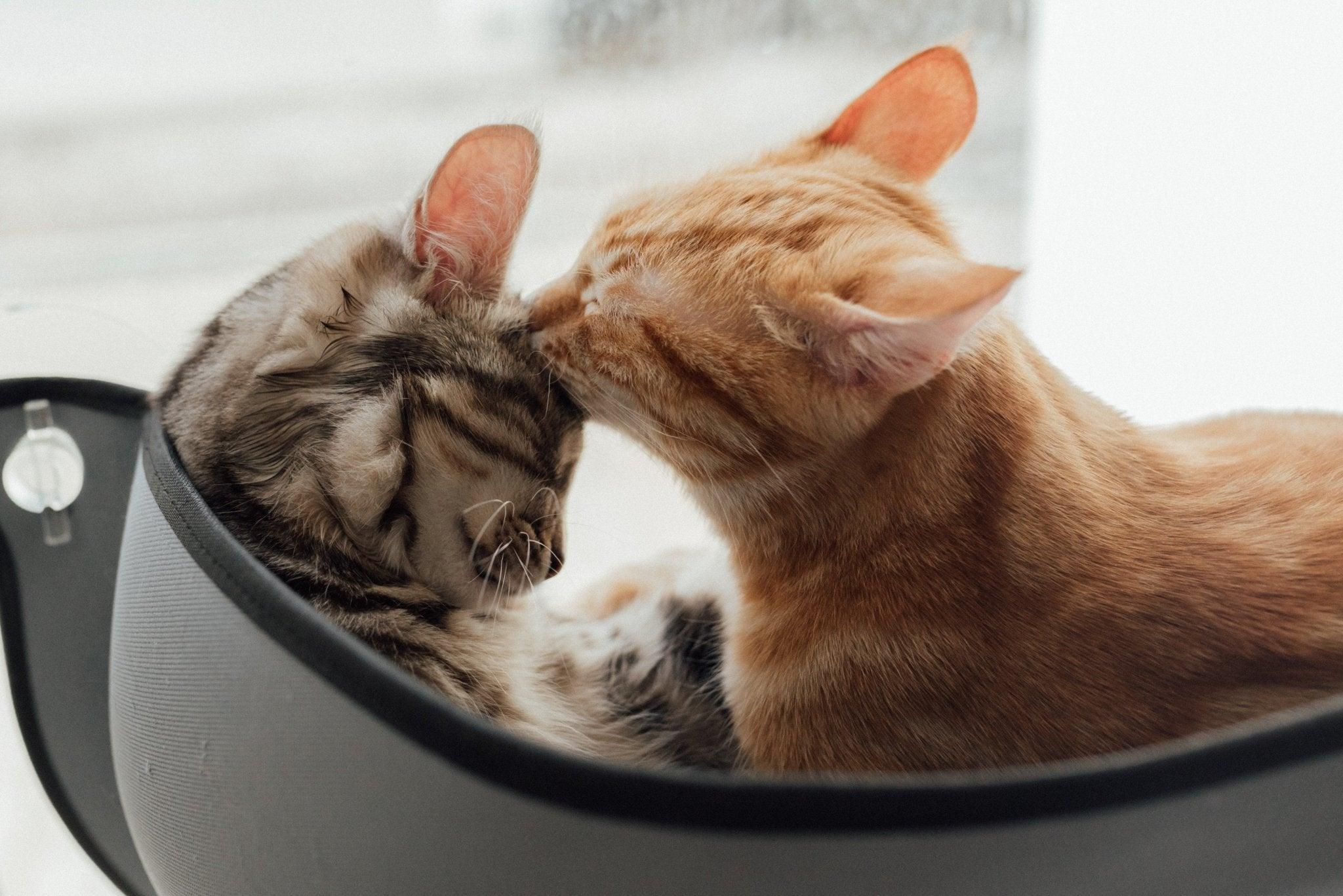 Which Kitten Food is Best? The Ultimate Guide - Dog Hugs Cat