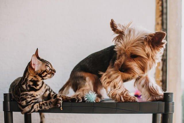 Why Dogs Are Better Than Cats: Explaining Canine Superiority - Dog Hugs Cat