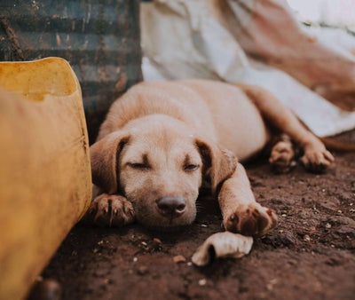 Why Dogs Eat Poop: Unraveling the Surprising Behavior - Dog Hugs Cat