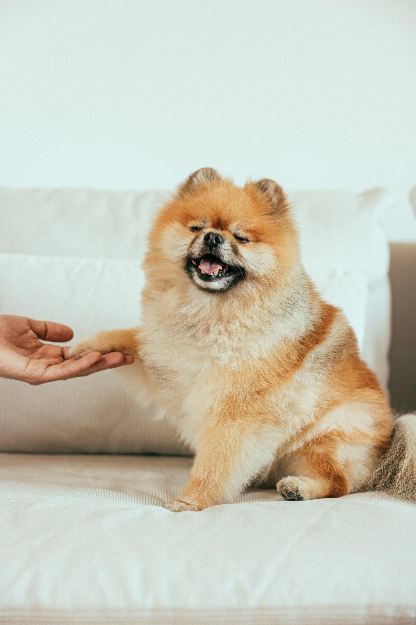 Why Dogs Lick Their Paws: Unraveling the Reasons and Solutions - Dog Hugs Cat