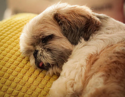 Why Dogs Throw Up? An In-Depth Guide to Comprehending Canine Vomiting - Dog Hugs Cat