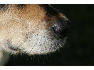 Will Dogs' Whiskers Grow Back? Understanding Canine Whisker Regrowth - Dog Hugs Cat