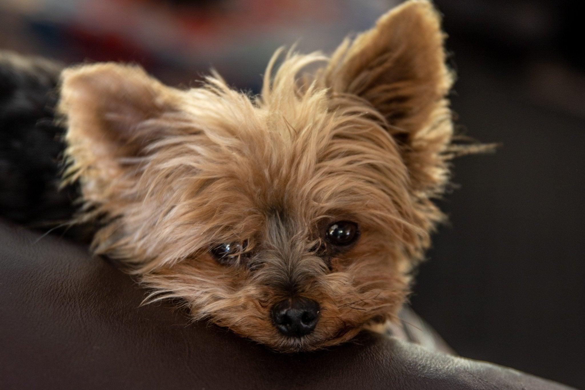 Yorkies: The Ultimate Guide to Caring for Yorkshire Terriers - Dog Hugs Cat