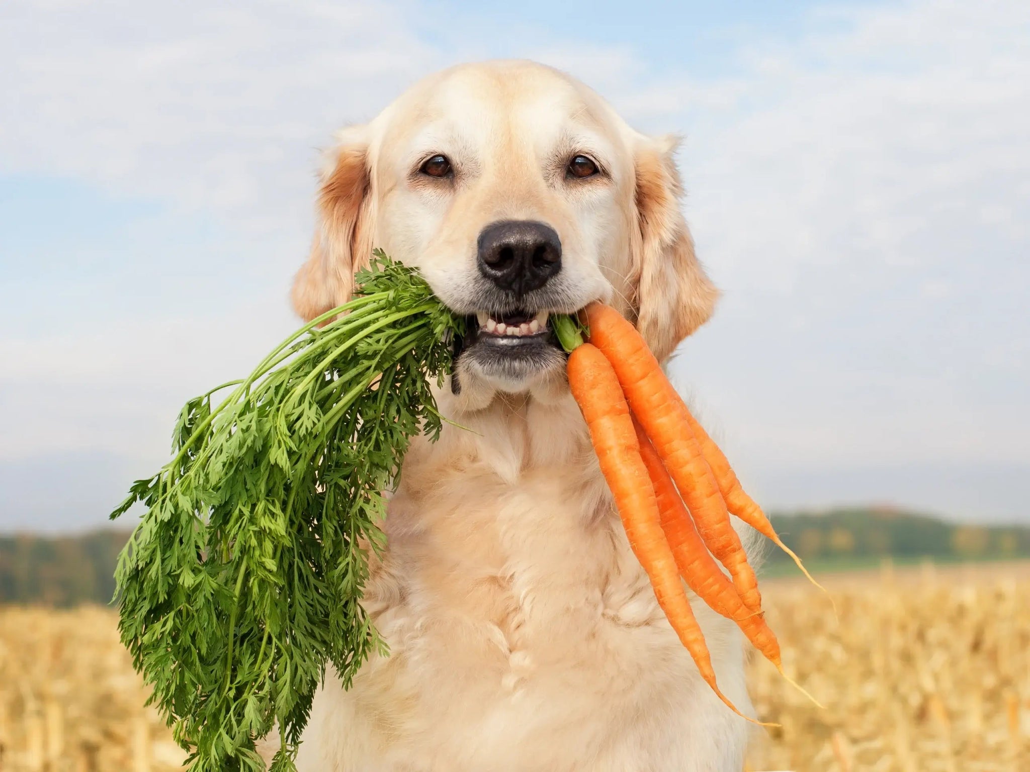 Your Golden Retriever's Weight: A Guide to Health and Nutrition - Dog Hugs Cat