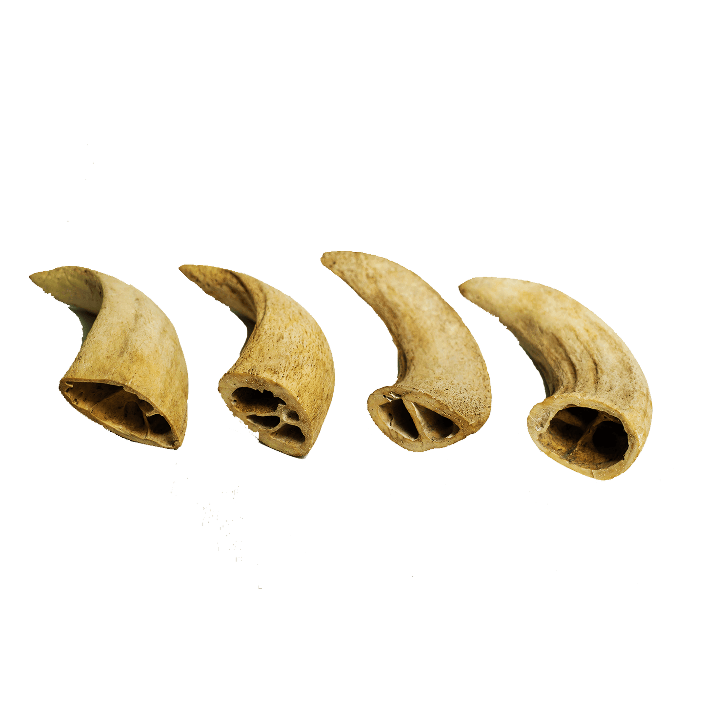 Water Buffalo Horn Core Dog Chews - Crunchy Dental Treats for Aggressive & Powerful Chewers