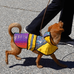 Reflective Holographic Safety Jacket for Pets