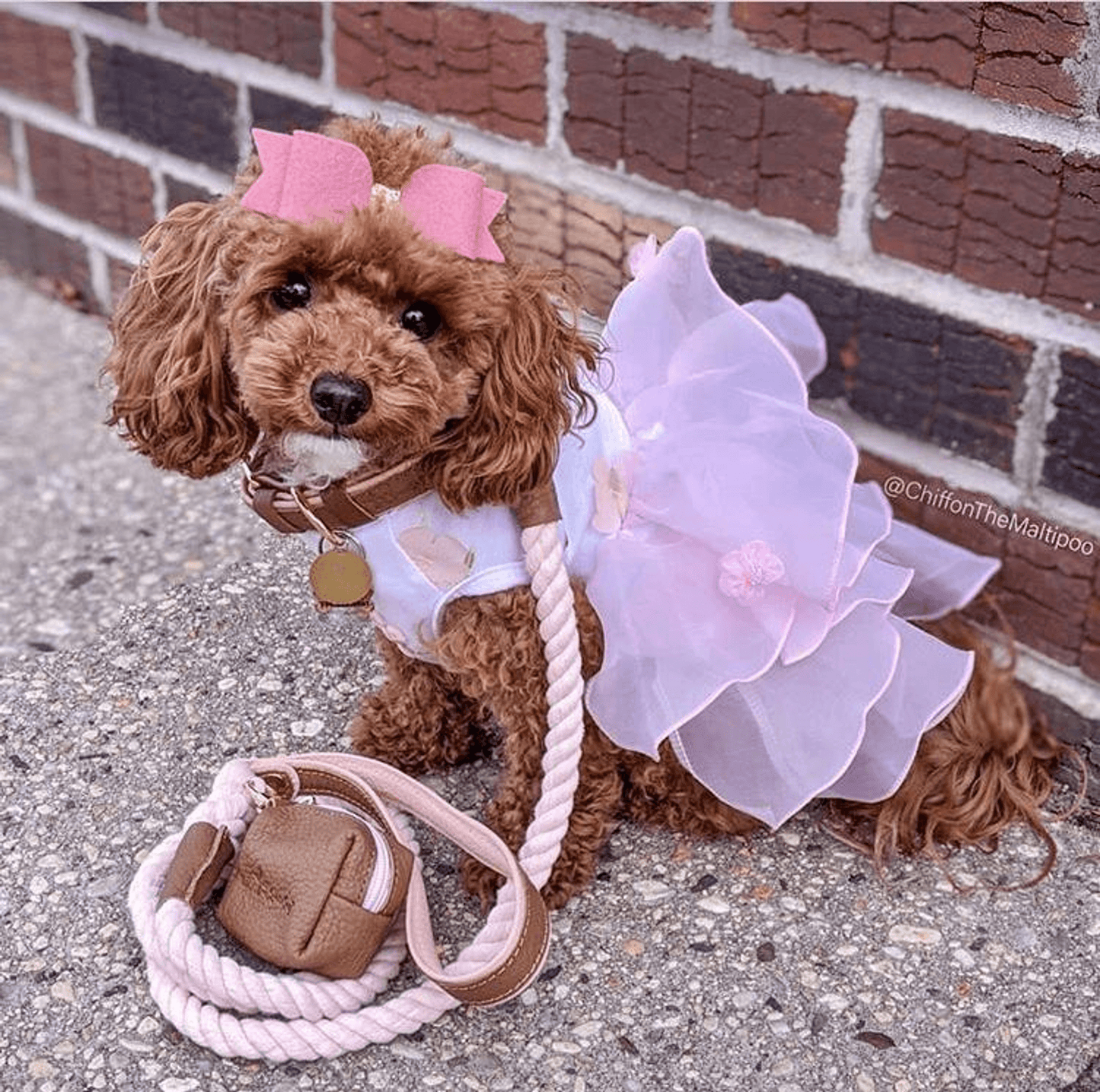 Luxury Handmade Two-Tone Leather Dog Collar in Rosewood and Light Pink