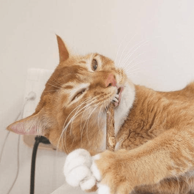 Matatabi Natural Dental Sticks for Optimal Cat Oral Care