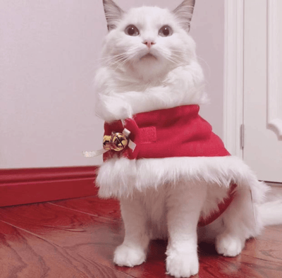 Rainbow-Haired Christmas Costume for Pets