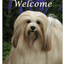 Lhasa Apso Best Of Breed Indoor/Outdoor Aluminum Sign