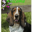 Basset Hound Best Of Breed Indoor/Outdoor Aluminium Sign