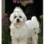 Maltese Best Of Breed Indoor/Outdoor Aluminium Sign