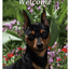 Miniature Pinscher Best Of Breed Indoor/Outdoor Aluminium Sign