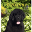 Newfoundland Best Of Breed Indoor/Outdoor Aluminium Sign