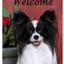 Papillon Best Of Breed Indoor/Outdoor Aluminium Sign
