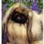 Pekingese Best Of Breed Aluminium Indoor/Outdoor Sign