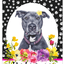 Pit Bull Blue - Hhs Paw Prints Welcome Aluminum Sign