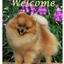 Pomeranian Best Of Breed Indoor/Outdoor Aluminium Sign