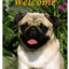 Pug Fawn Indoor/Outdoor Aluminium Sign - Best Of Breed