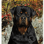 Rottweiler Best Of Breed Indoor/Outdoor Aluminium Sign
