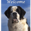 Saint Bernard Best Of Breed Aluminium Sign - Indoor/Outdoor 8"X12"