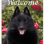 Schipperke Indoor/Outdoor Aluminium Sign - Best Of Breed 8" X 12"