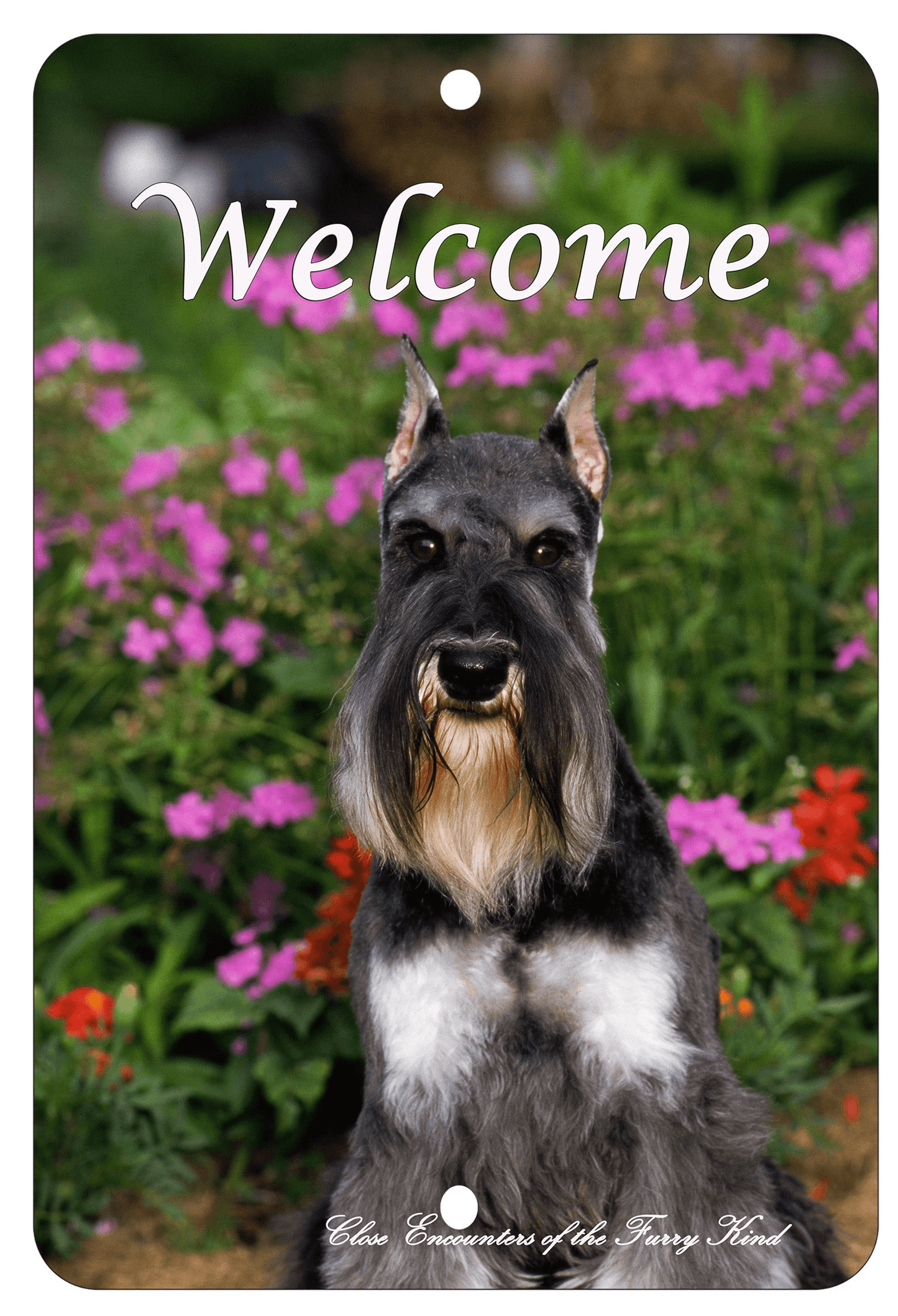 Schnauzer Best Of Breed Indoor/Outdoor Aluminium Sign