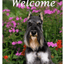 Schnauzer Best Of Breed Indoor/Outdoor Aluminium Sign