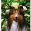 Sheltie Best Of Breed Indoor/Outdoor Aluminium Sign