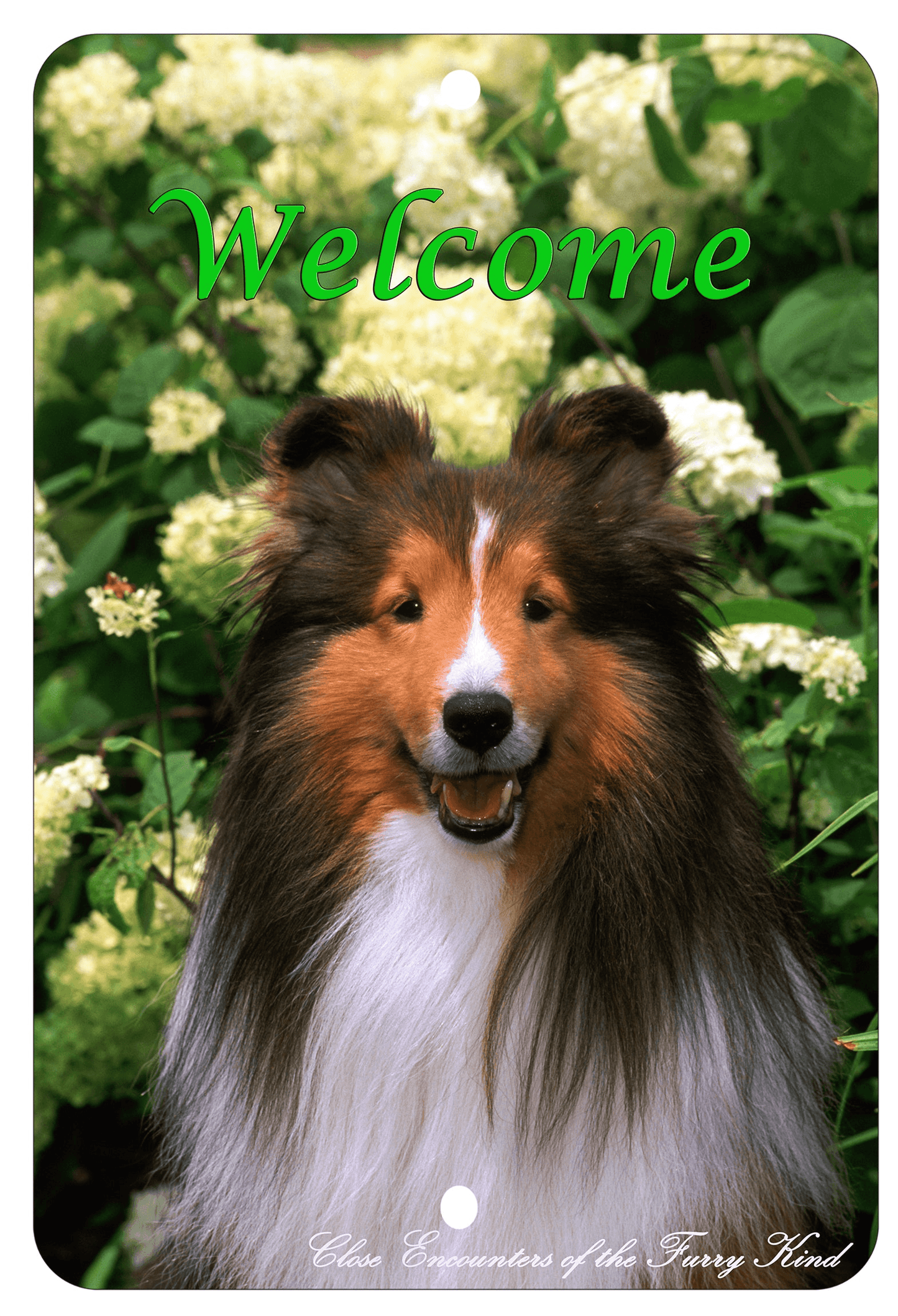 Sheltie Best Of Breed Indoor/Outdoor Aluminium Sign