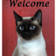 Siamese Cat Best Of Breed Aluminium Sign - Indoor/Outdoor 8" X 12"