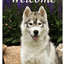 Siberian Husky Indoor/Outdoor Aluminium Sign
