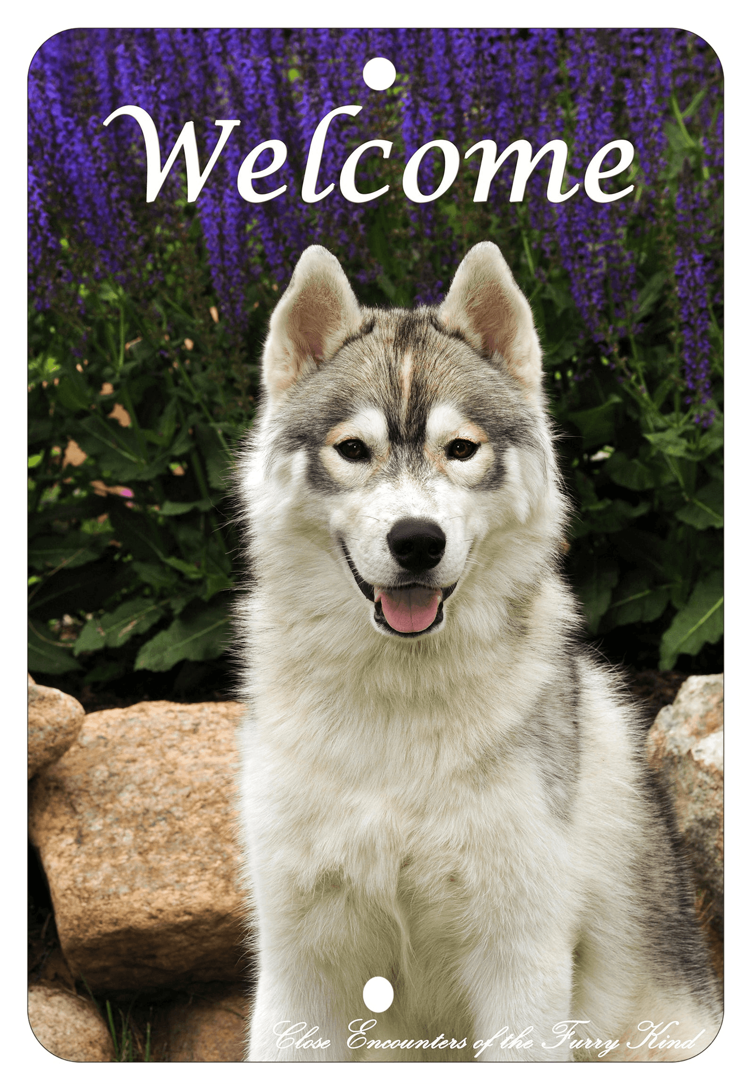 Siberian Husky Indoor/Outdoor Aluminium Sign