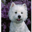 Westie Best Of Breed Aluminium Sign - Indoor/Outdoor 8" X 12"