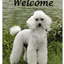 White Poodle Best Of Breed Aluminium Sign