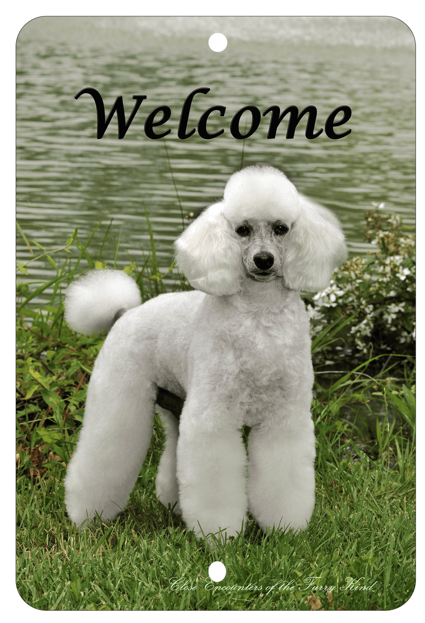 White Poodle Best Of Breed Aluminium Sign
