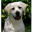 Yellow Labrador Best Of Breed Aluminium Indoor/Outdoor Sign