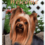 Yorkie Best Of Breed Indoor/Outdoor Aluminium Sign