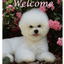 Bichon Frise Best Of Breed Aluminium Sign