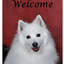 American Eskimo Best Of Breed Indoor/Outdoor Aluminium Sign