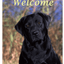 Black Labrador Best Of Breed Indoor/Outdoor Aluminium Sign