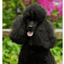 Black Poodle Best Of Breed Aluminum Sign 8"X12"