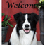 Border Collie Best Of Breed Aluminium Sign - Indoor/Outdoor Décor