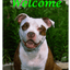 American Pit Bull Best Of Breed Aluminium Indoor/Outdoor Sign