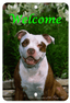 American Pit Bull Best Of Breed Aluminium Indoor/Outdoor Sign