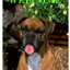 Boxer Uncropped Indoor/Outdoor Aluminium Sign