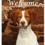 Brittany Spaniel Best Of Breed Aluminium Sign