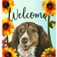 Brittany Spaniel Indoor/Outdoor Aluminium Sign