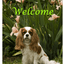 Cavalier King Charles Blenheim Aluminium Sign - Best Of Breed