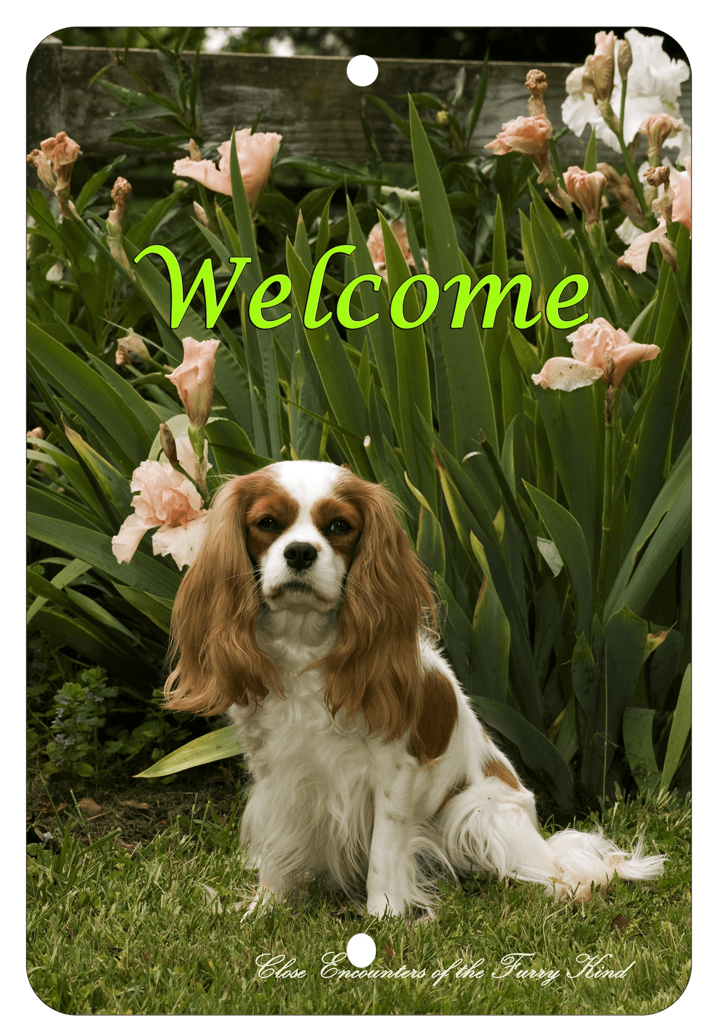 Cavalier King Charles Blenheim Aluminium Sign - Best Of Breed